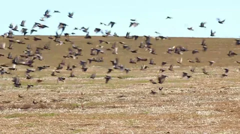 Pigeons Slow Motion Stock Footage 29231770