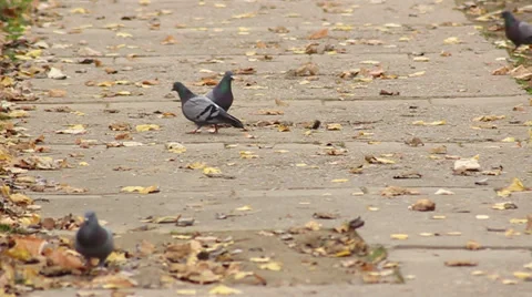 Pigeons Slow Motion Stock Footage 32869602