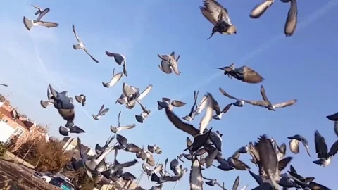 Pigeons slow motion Stock Footage 83876364