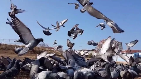 Pigeons slow motion Stock Footage 83876787