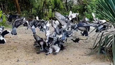 Pigeons in slow motion Stock Footage 116346666