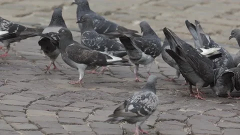 Pigeons, slow motion. Stock Footage 131210913