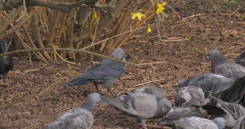 Pigeons in slow motion in a spring city Video stock 270949600