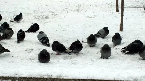Pigeons on the snow. Stock Footage 64634818