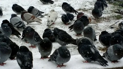Pigeons on the snow. Stock Footage 70557870