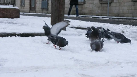 Pigeons in The Snow Stock Footage 86753239