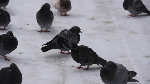 Pigeons on snow ground Stock Footage 72984218