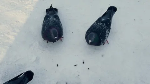 Pigeons in the snow looking for food Stock Footage 329249977