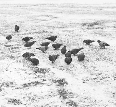 Pigeons in the snow Stock Photos