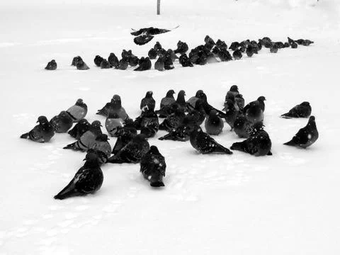 Pigeons on snow Foto stock