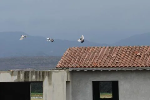 Pigeons soaring above a rustic building in the quiet countryside against a .. Stock Photos