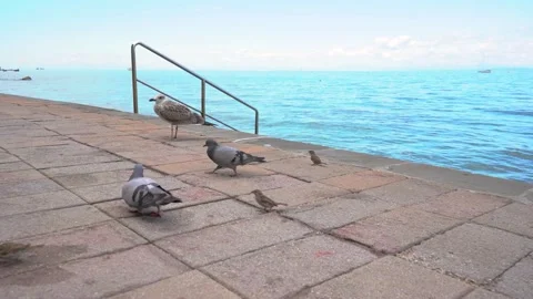 Pigeons, sparrows and seagulls pick up scraps of food Stock Footage 225284951