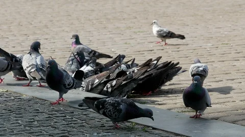 Pigeons on the square 4k Stock Footage 90419162