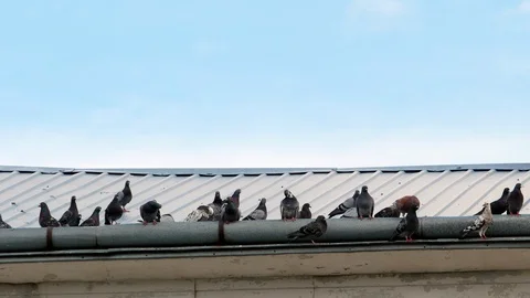 Pigeons on the square 4k Stock Footage 90420091