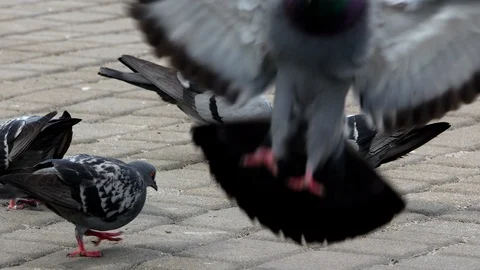 Pigeons on the square 4k Stock Footage 90421056
