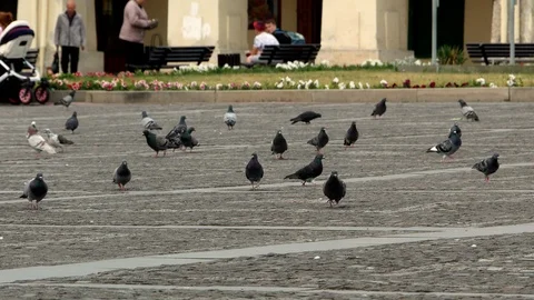 Pigeons on the square 4k Stock Footage 90421726