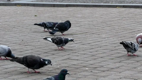 Pigeons on the square 4k Stock Footage 90422827