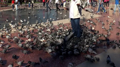 Pigeons on the square in the center of Barcelona. Spain. Stock Footage