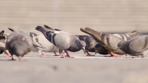 Pigeons in the square eating Stock Footage 66951055