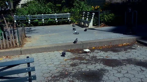 Pigeons in the Square Esplanade.4K Stock Footage 54641759