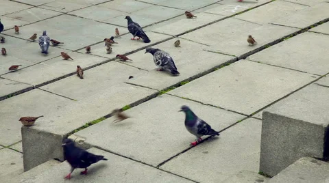Pigeons in the square Stock Footage 49527829