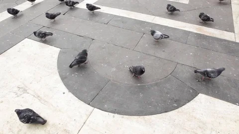 Pigeons in square Stock Footage 125570646