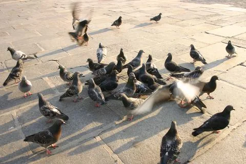 Pigeons on square in Paris Stock Photos
