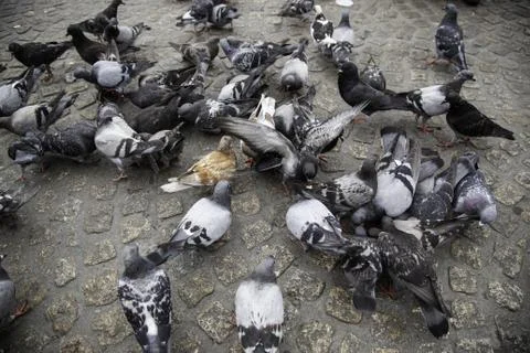 Pigeons in the square Stock Photos