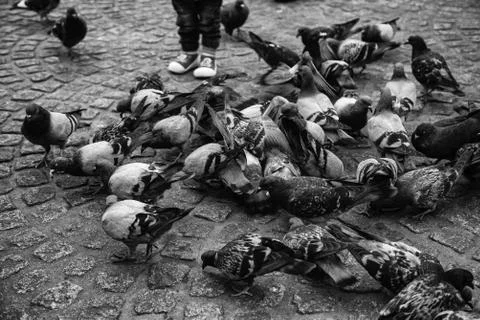 Pigeons in the square Stock Photos