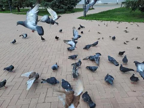 Pigeons in the square Stock Photos