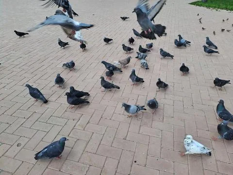 Pigeons in the square Stock Photos