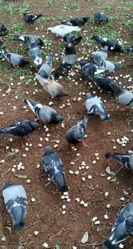 The pigeons in the square Stock Photos