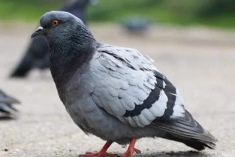 Pigeons in the square Stock Photos
