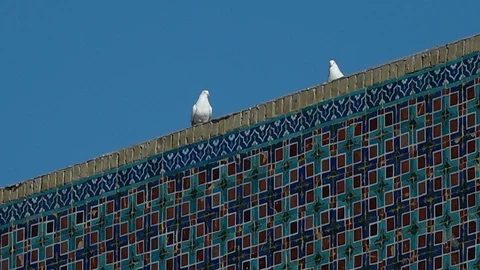 Pigeons standing on a colourful wall Video stock 106284516