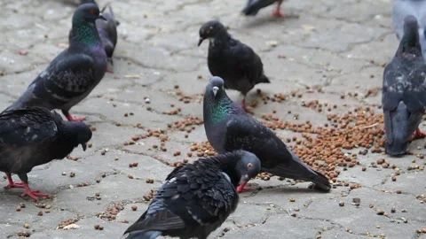 Pigeons staring on camera and feeding food Video stock 340001908