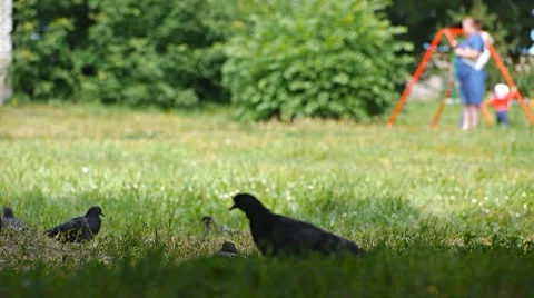 Pigeons start to fly 스톡 동영상 7740538