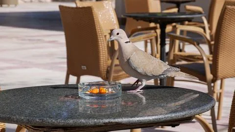 Pigeons steal nuts on the table. Stock Photos