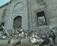 Pigeons on steps in front of building SD Footage