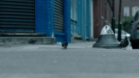PIGEONS ON STREET 01 Stock Footage 140974467