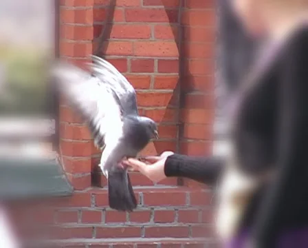 Pigeons in the street eats from hand. Stock-Footage 1065688