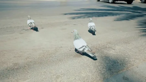 Pigeons in street Stock Footage 81233529
