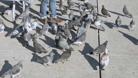 Pigeons on the street Stock-Footage 82246065