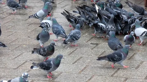 Pigeons in street Stock Footage 123767742