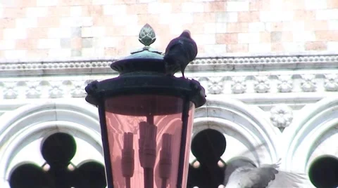 Pigeons on Street Light Video stock 1059496