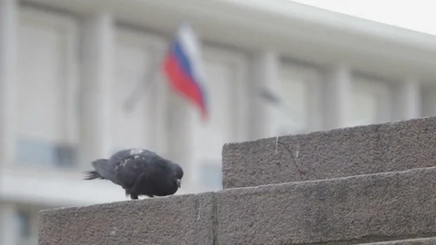 Pigeons on the street run Stock Footage 82469645
