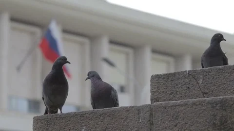 Pigeons on the street sitting Stock Footage 82469796