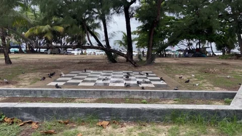 Pigeons stroll across a checkerboard pattern in a seaside park. Stock Footage 327250528