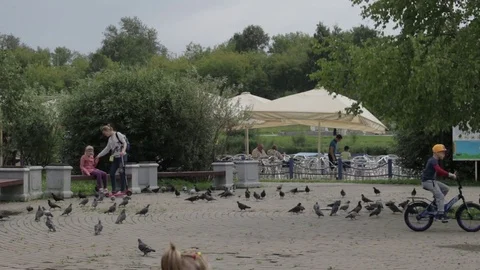 Pigeons in the summer garden Video stock 77627438
