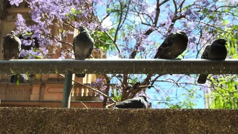 Pigeons in the sun with Jacaranda tree background 4K Video stock 166077218