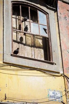 Pigeons sunbathing on a broken window in Bath Street in Porto Stock Photos